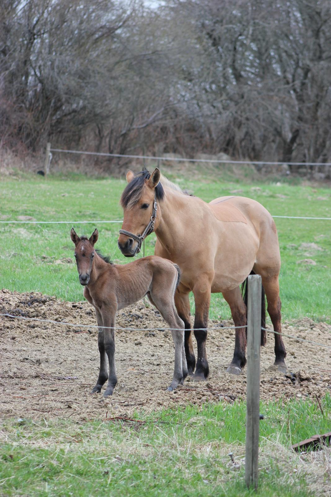 Anden særlig race Amigo billede 8