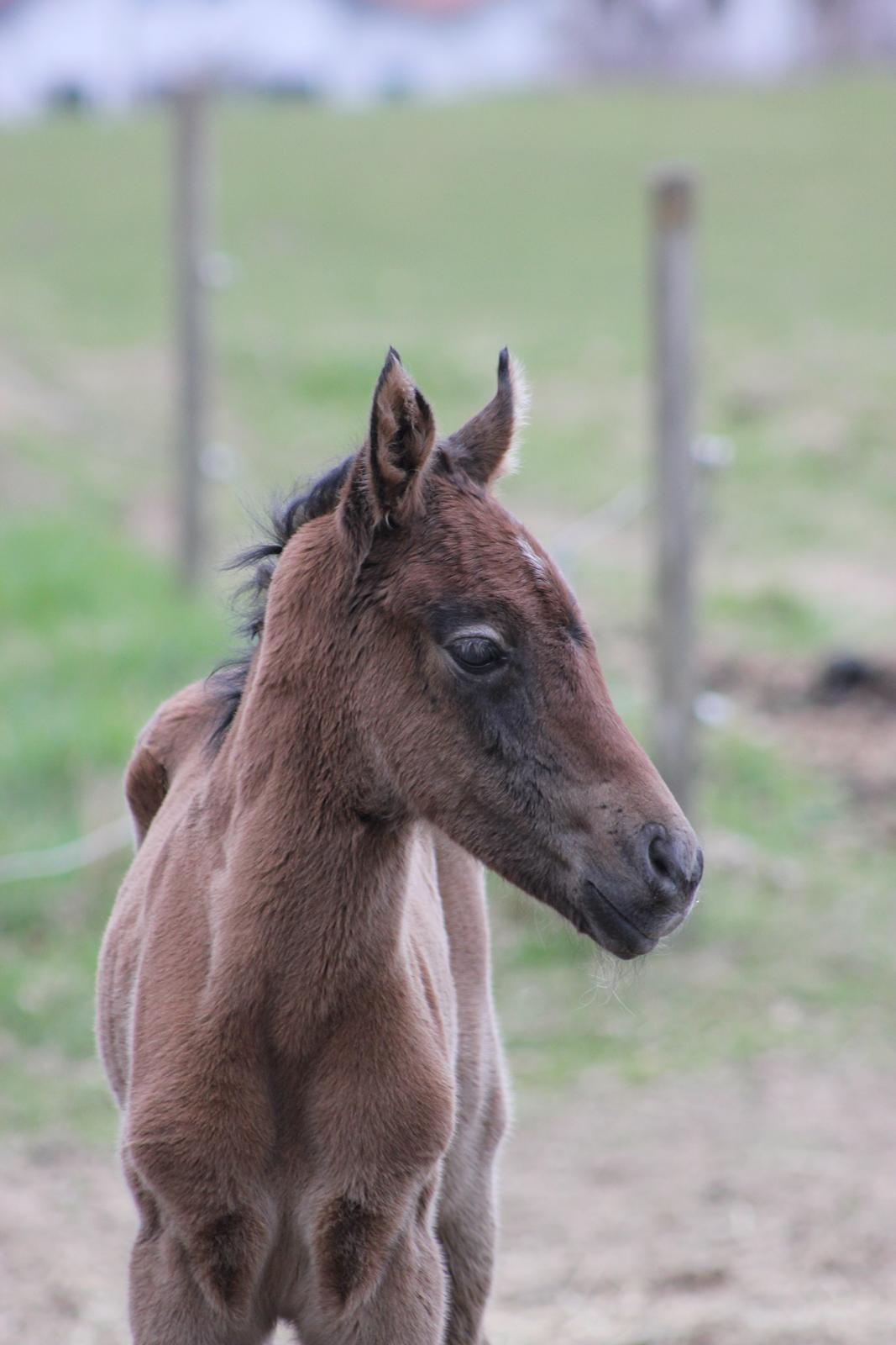 Anden særlig race Amigo billede 7