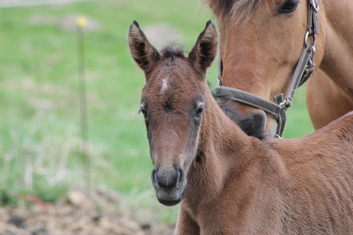 Anden særlig race Amigo billede 10