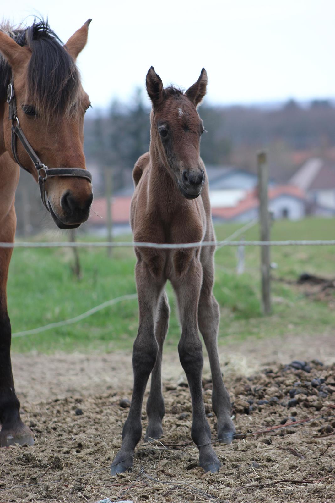 Anden særlig race Amigo billede 11