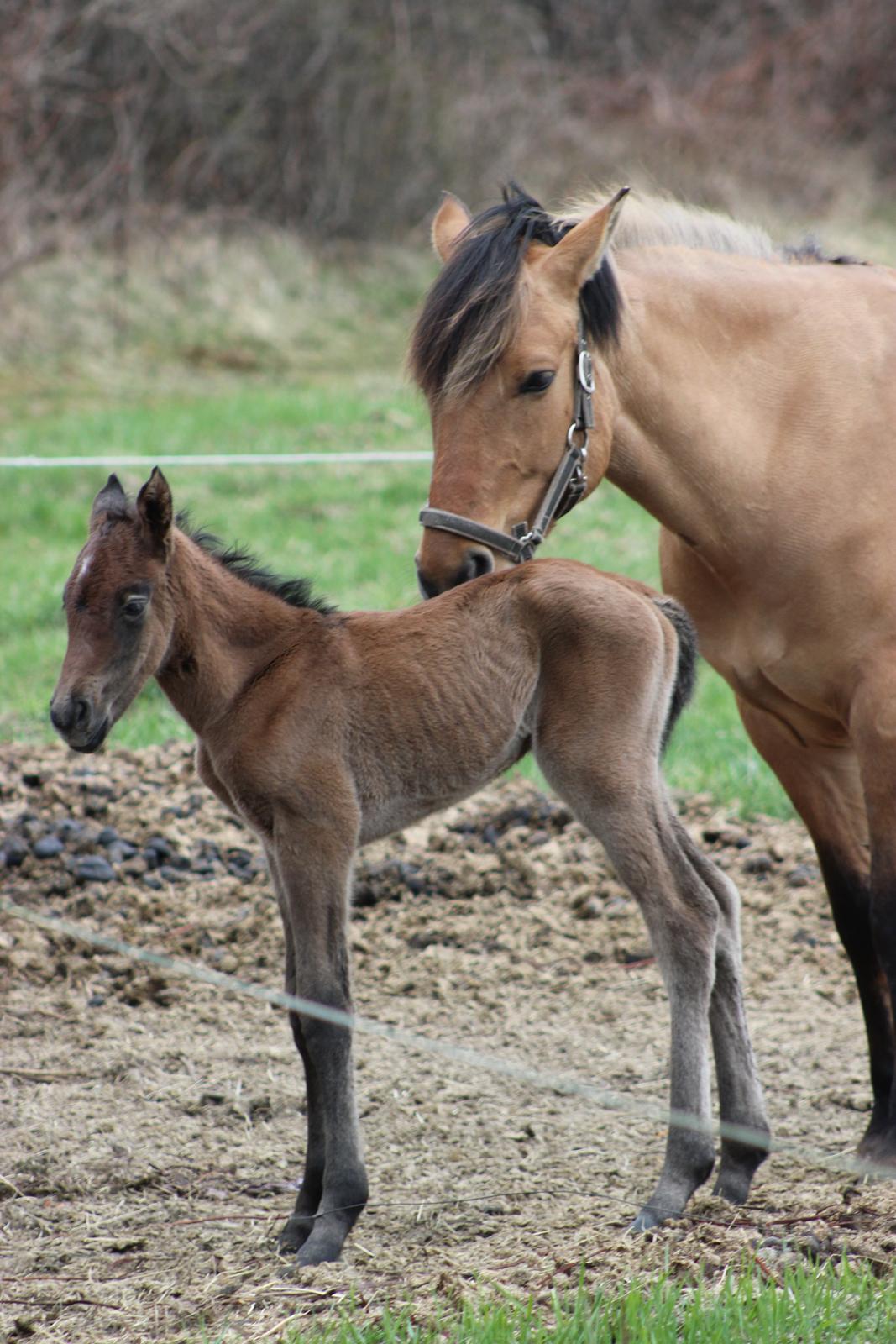Anden særlig race Amigo billede 13