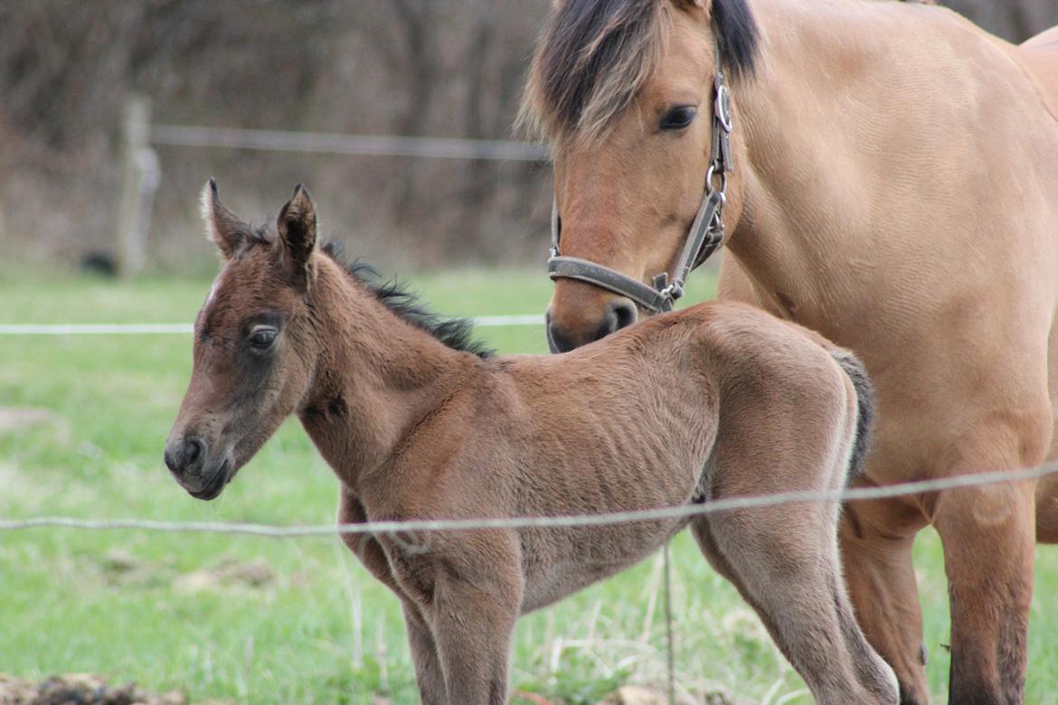 Anden særlig race Amigo - første dag! billede 14