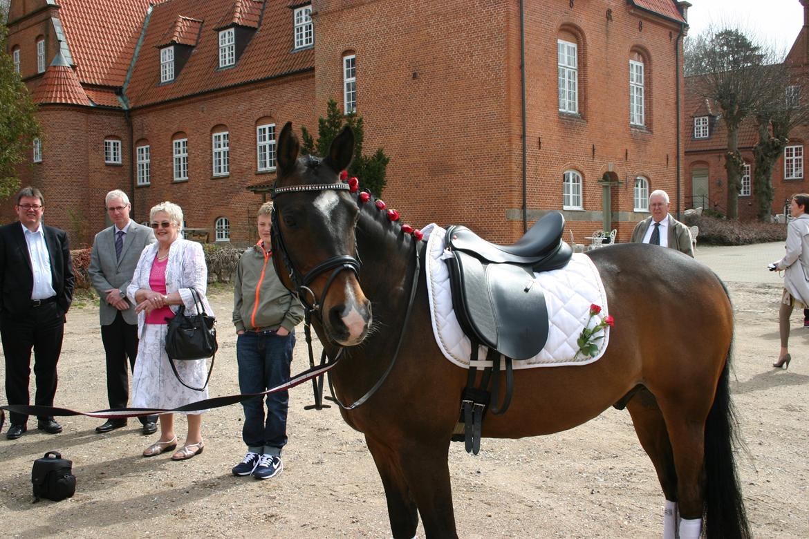 Welsh Partbred (Sec F) Tongerveld's Amor - Til min konfi <3
Laila havet gjord ham så flot billede 19