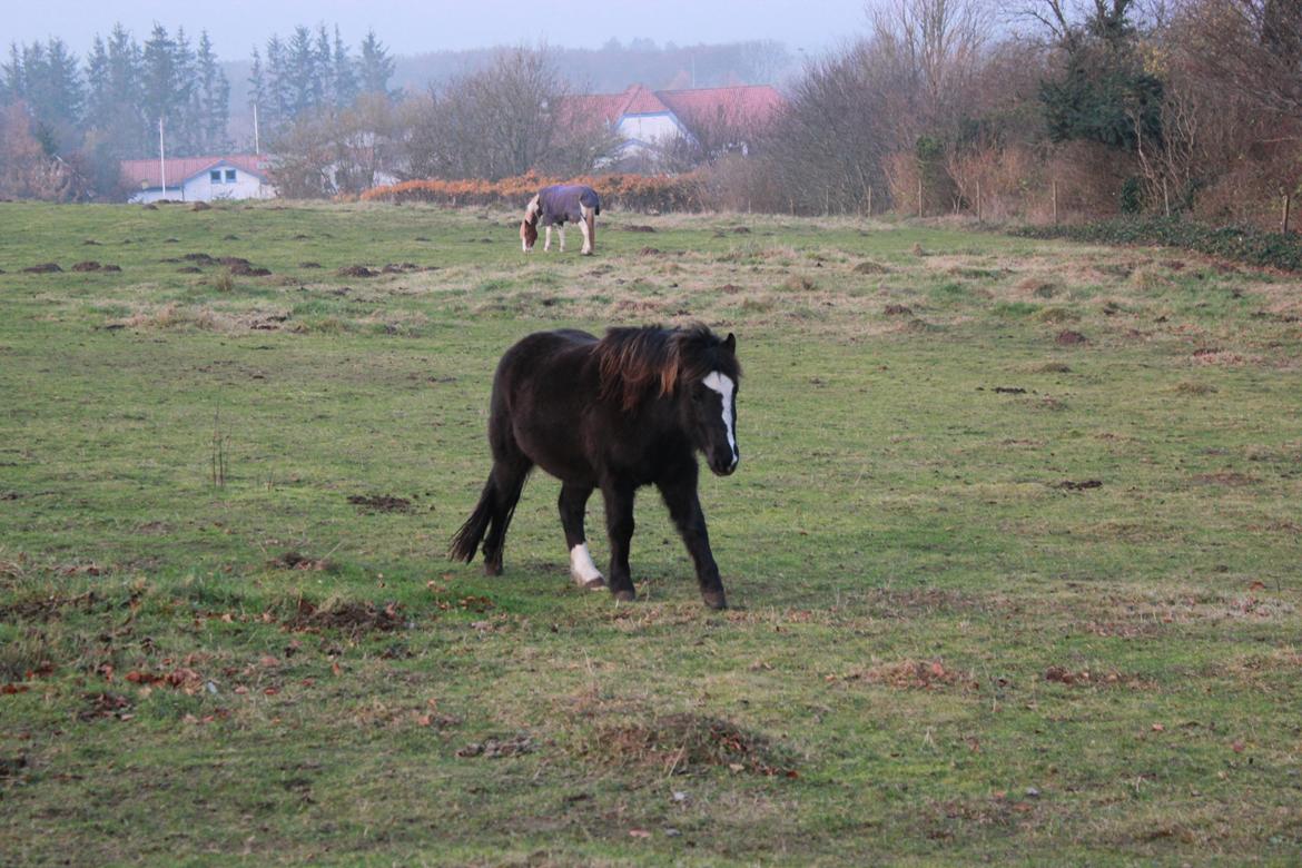 Anden særlig race Willy Vodka! Solgt! billede 1