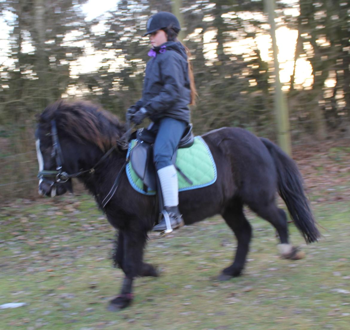 Anden særlig race Willy Vodka! Solgt! billede 3