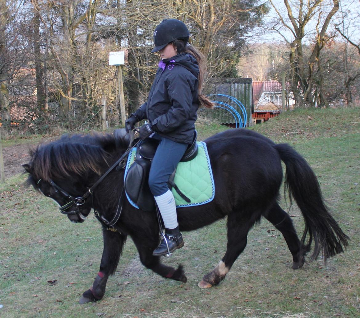 Anden særlig race Willy Vodka! Solgt! - sorry hans holdning men når lille mand går ned af bakker så går han selv derned:) billede 4