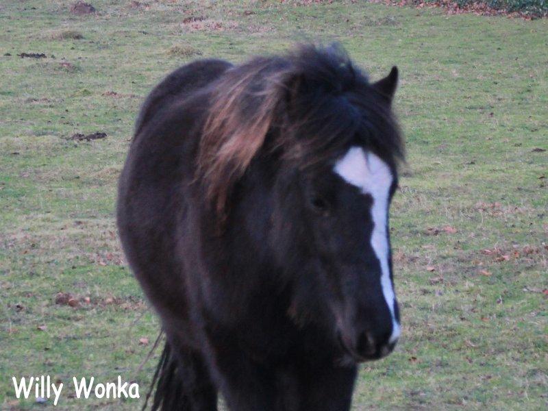 Anden særlig race Willy Vodka! Solgt! billede 5