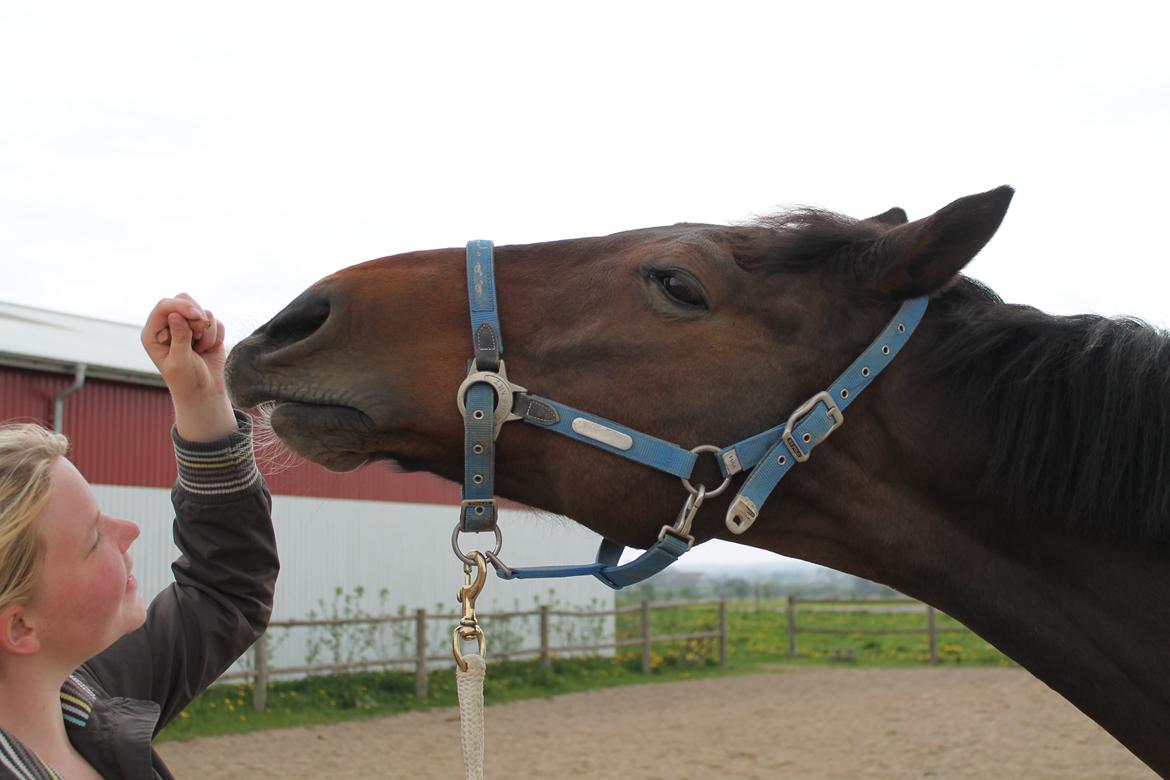 Dansk Varmblod Landeur (Litan) R.I.P billede 7