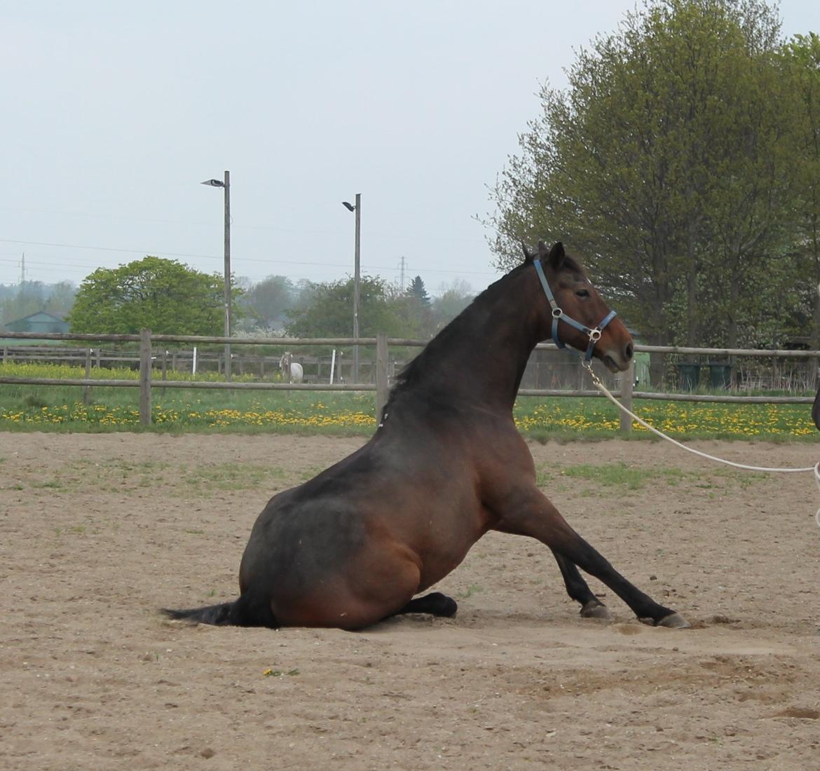 Dansk Varmblod Landeur (Litan) R.I.P billede 1