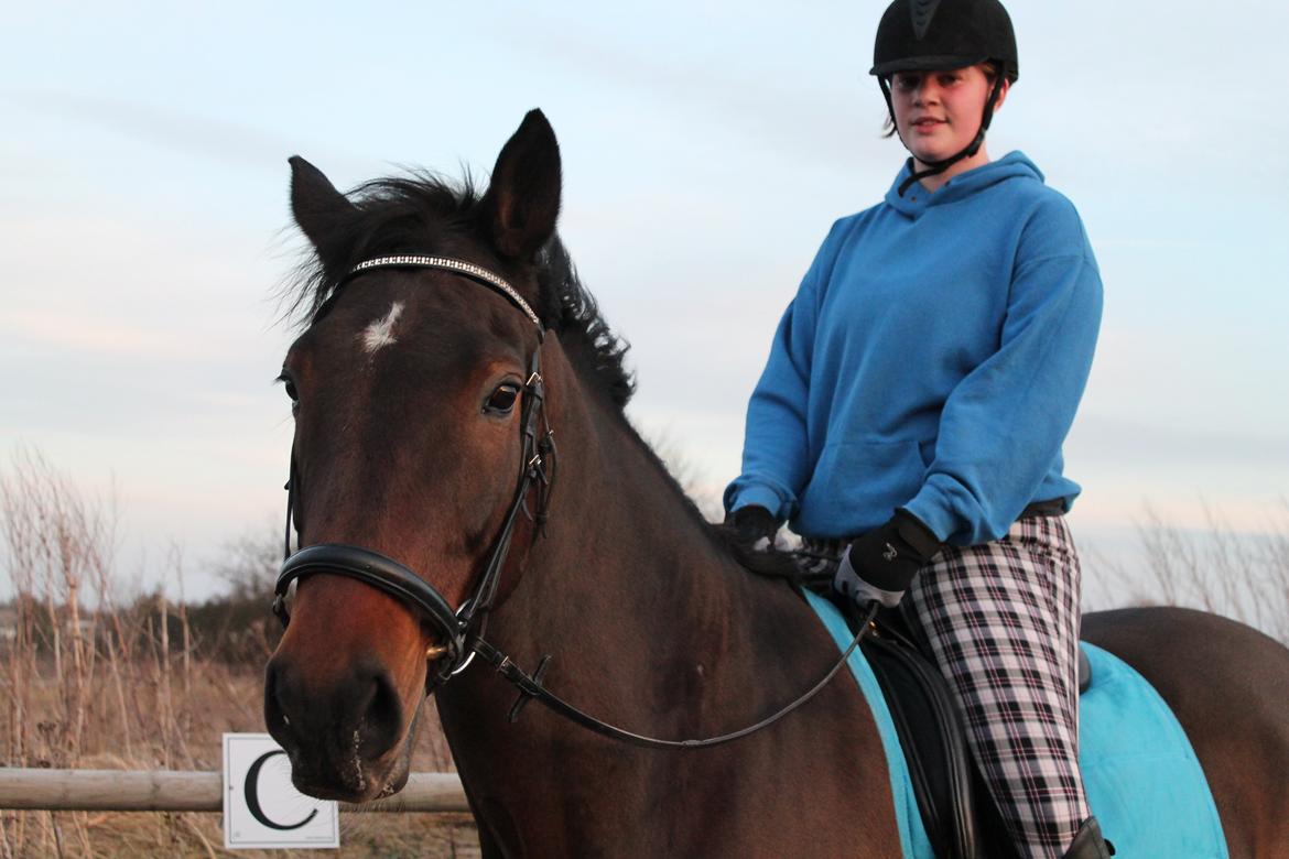 Dansk Varmblod Landeur (Litan) R.I.P billede 10