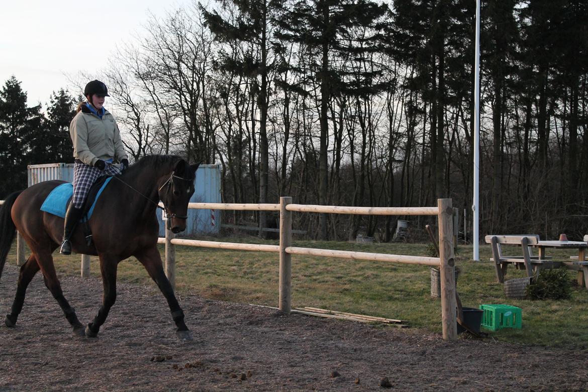 Dansk Varmblod Landeur (Litan) R.I.P billede 16