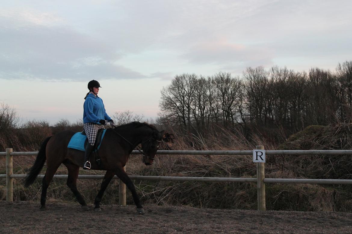 Dansk Varmblod Landeur (Litan) R.I.P billede 17