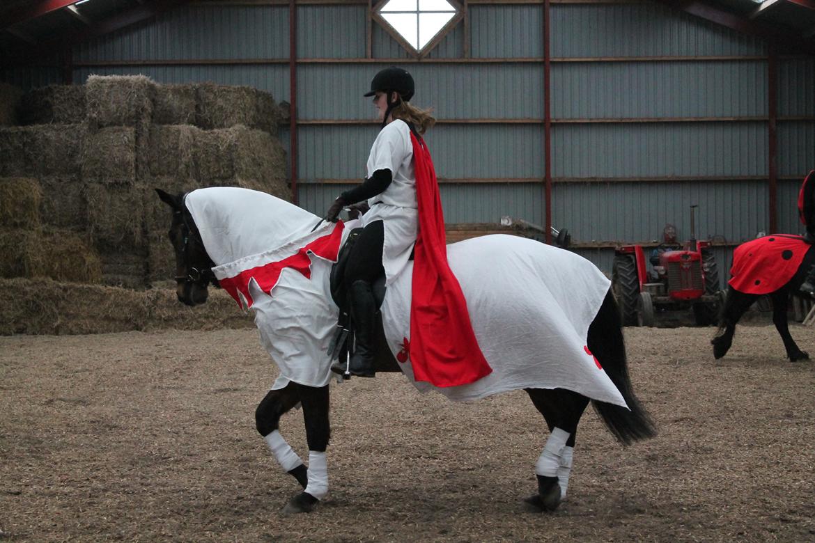 Dansk Varmblod Landeur (Litan) R.I.P billede 19