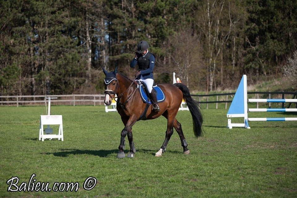 Anden særlig race Jari - OHR billede 10