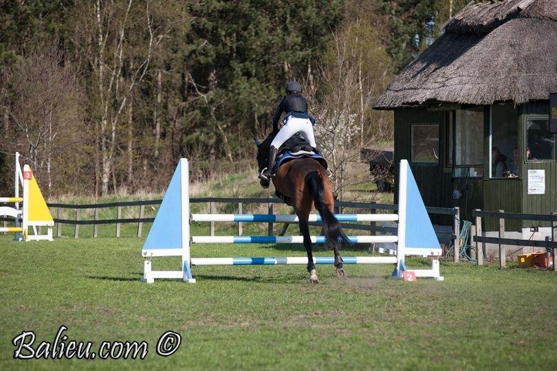 Anden særlig race Jari billede 12