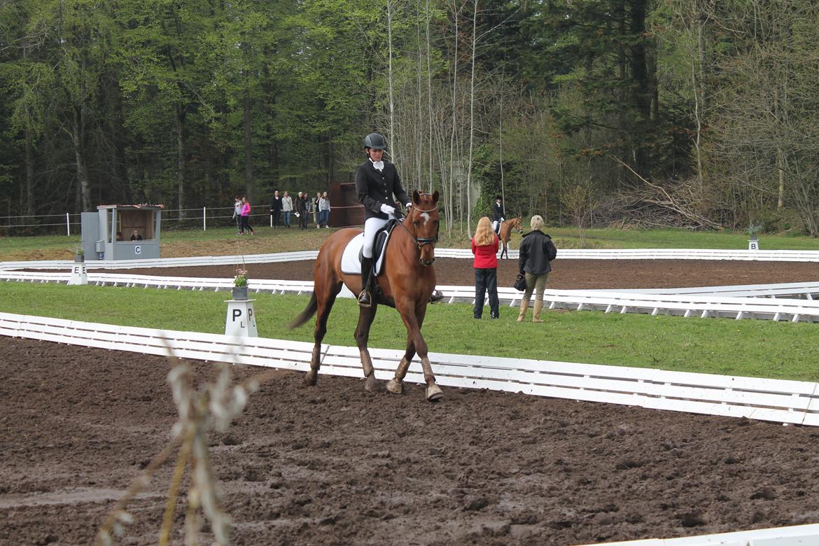 Dansk Varmblod Ça va? - Distriktsstævne Mors13' billede 12
