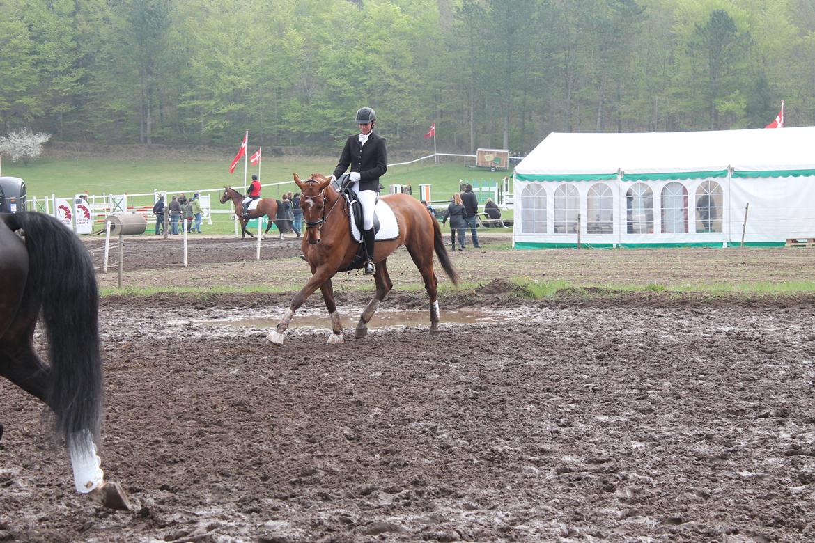 Dansk Varmblod Ça va? - Rigtig meget mudder på Mors 13' billede 13