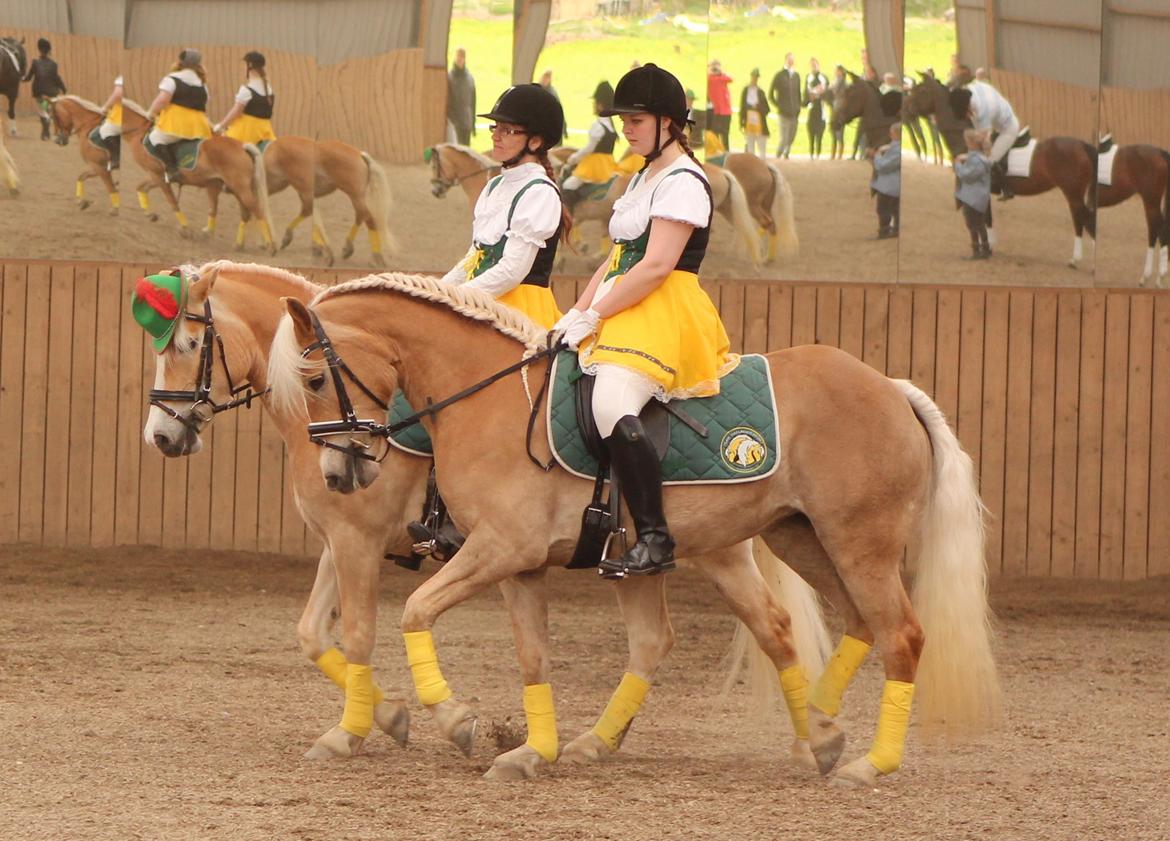 Haflinger | Witney billede 12