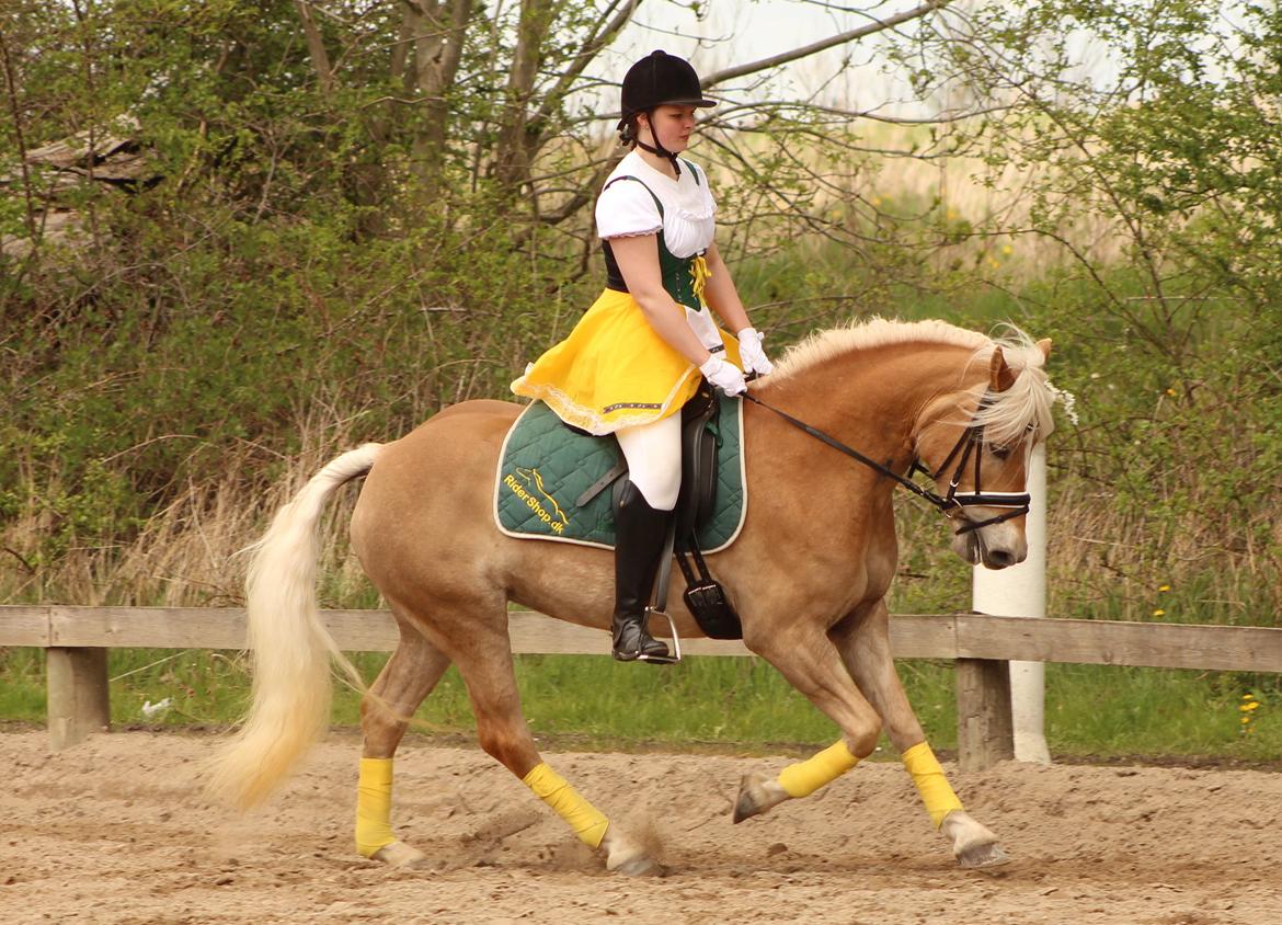 Haflinger | Witney billede 15