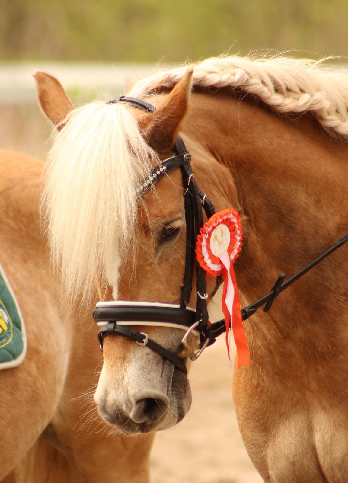 Haflinger | Witney billede 16