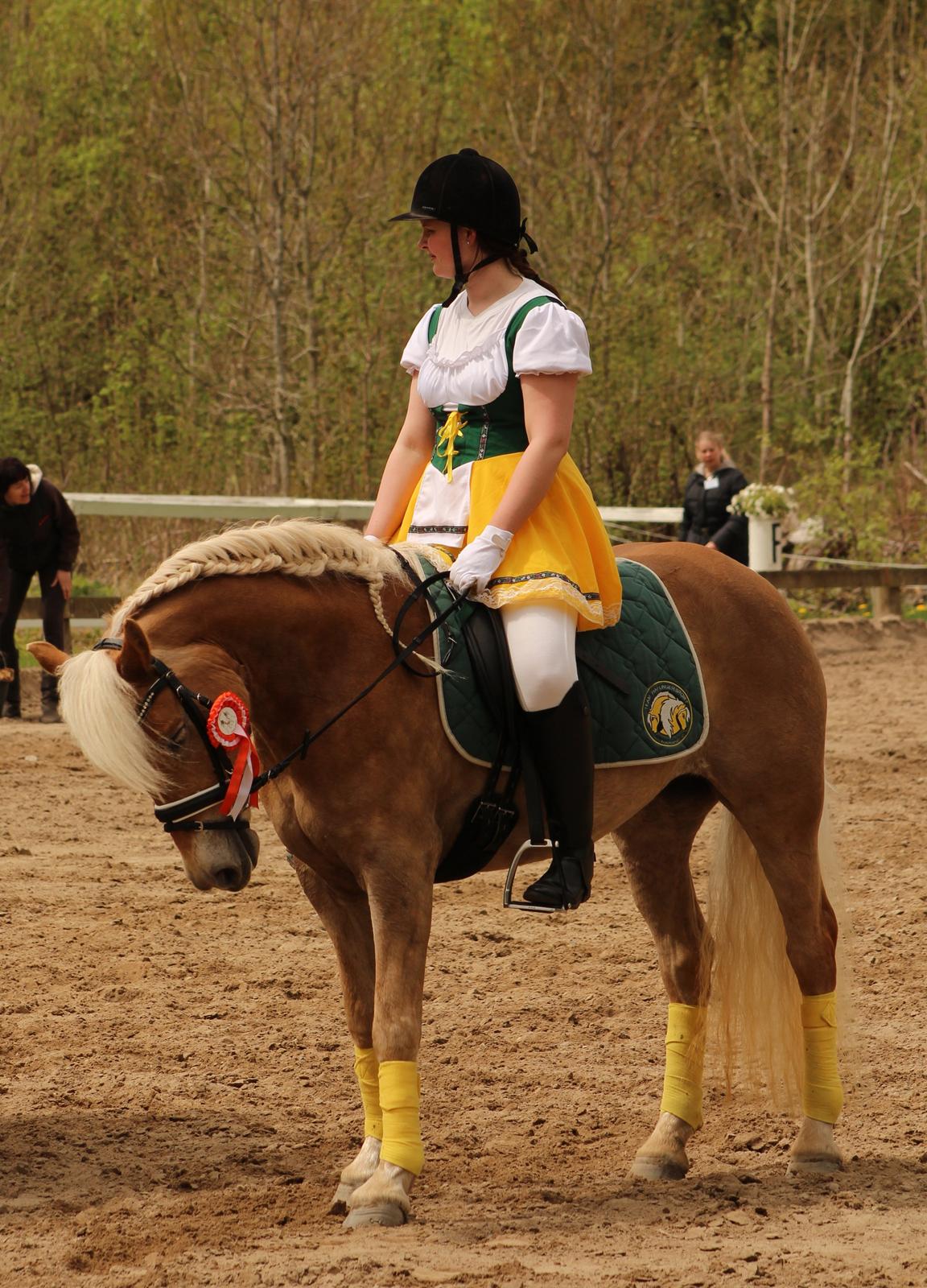 Haflinger | Witney billede 17