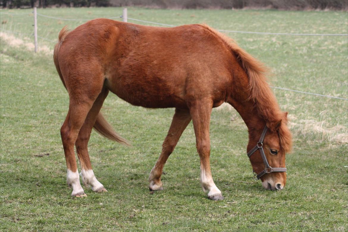 Anden særlig race Bella - 2 år billede 8