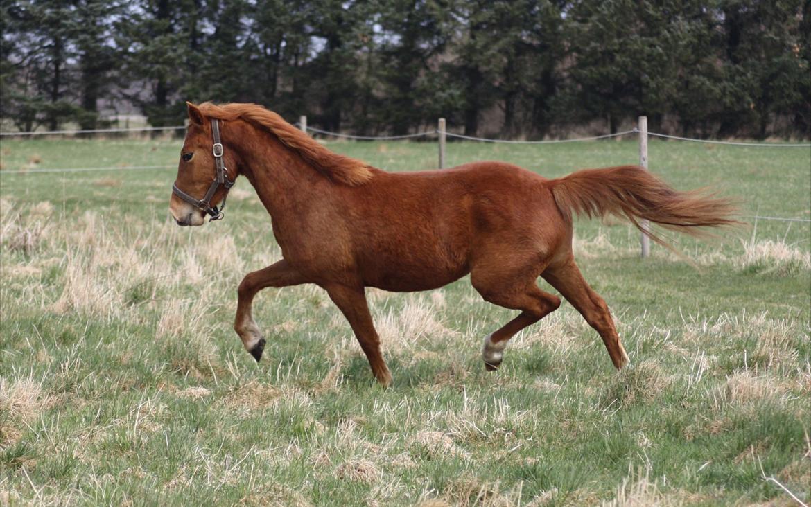 Anden særlig race Bella billede 9