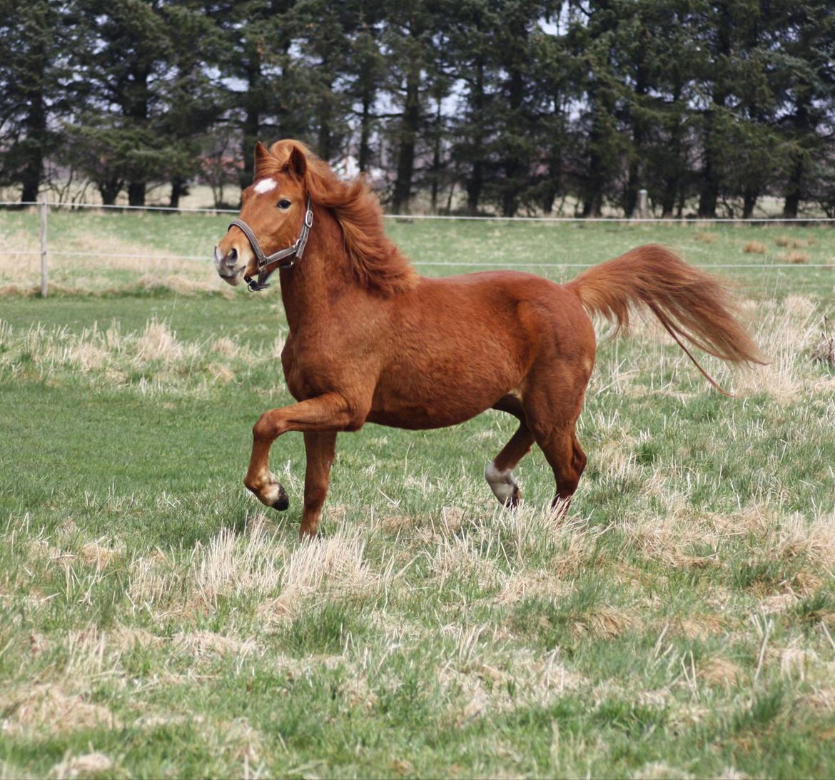 Anden særlig race Bella - Her kommer jeg billede 1