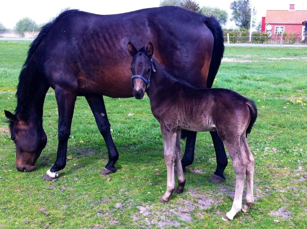 Anden særlig race Amour's Night Fighter billede 6