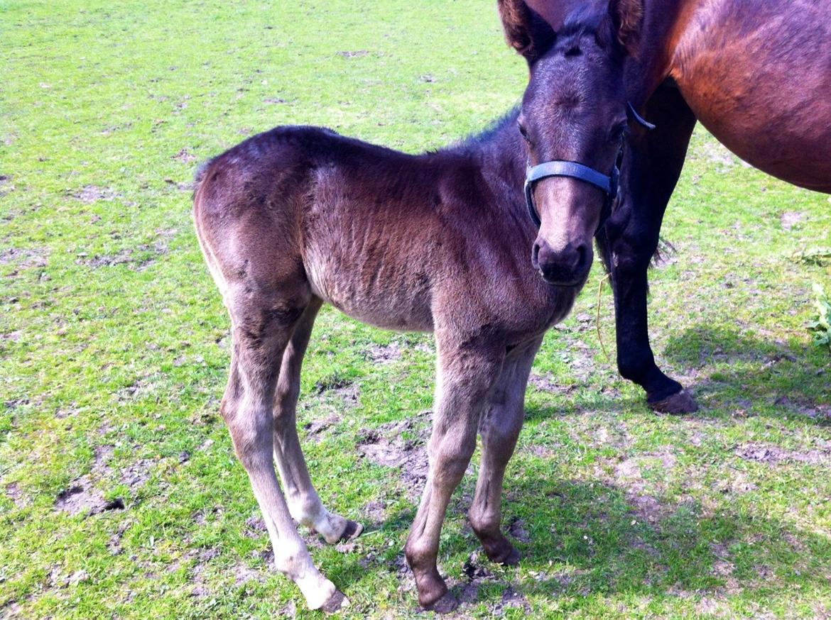Anden særlig race Amour's Night Fighter billede 7
