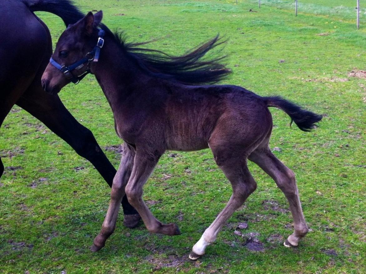 Anden særlig race Amour's Night Fighter billede 8