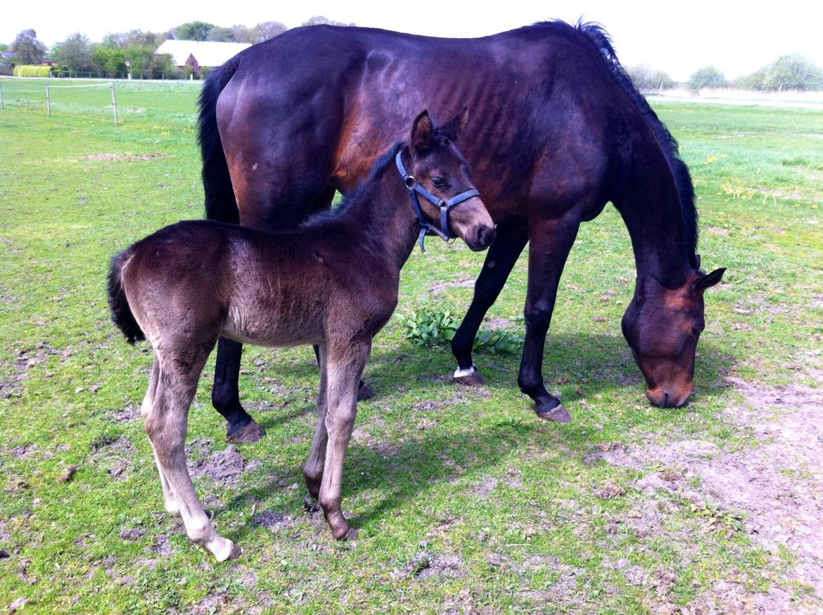 Anden særlig race Amour's Night Fighter billede 9