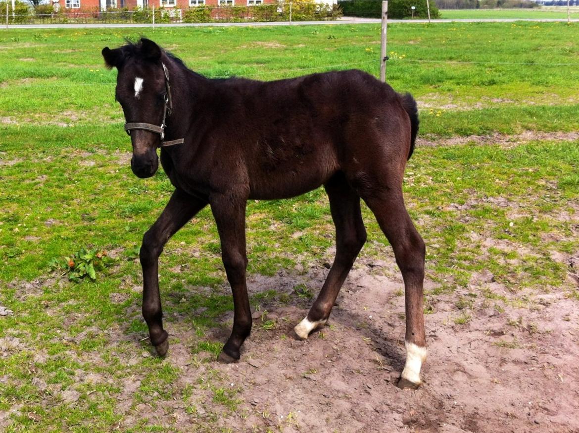 Oldenborg Amour´s Tamala billede 16