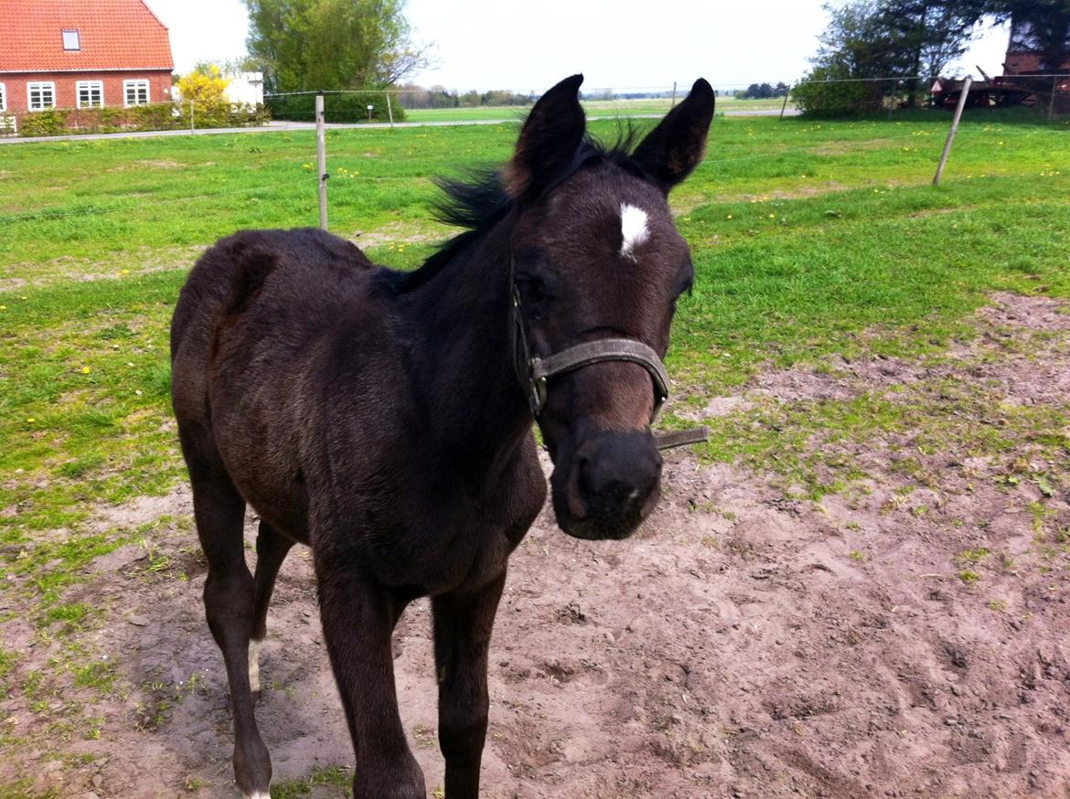 Oldenborg Amour´s Tamala billede 18