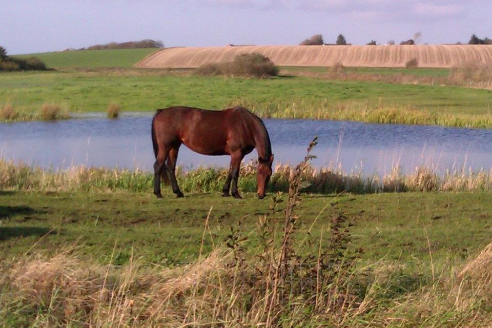 Knabstrupper Caluah billede 11