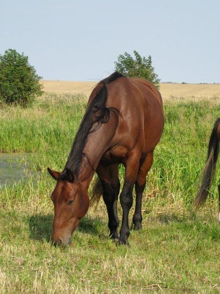 Knabstrupper Caluah billede 12