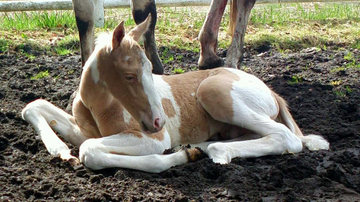 Anden særlig race Ironsmindes Knight Kiowa - 27.04.2013 billede 6