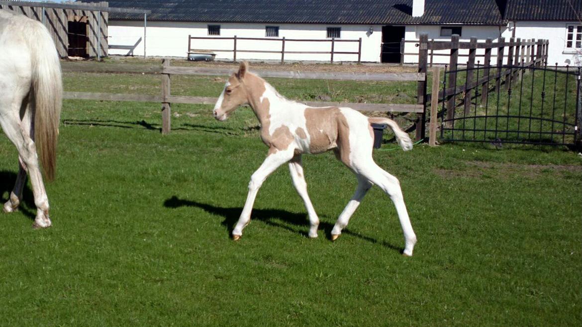 Anden særlig race Ironsmindes Knight Kiowa - 28.04.2013 billede 7