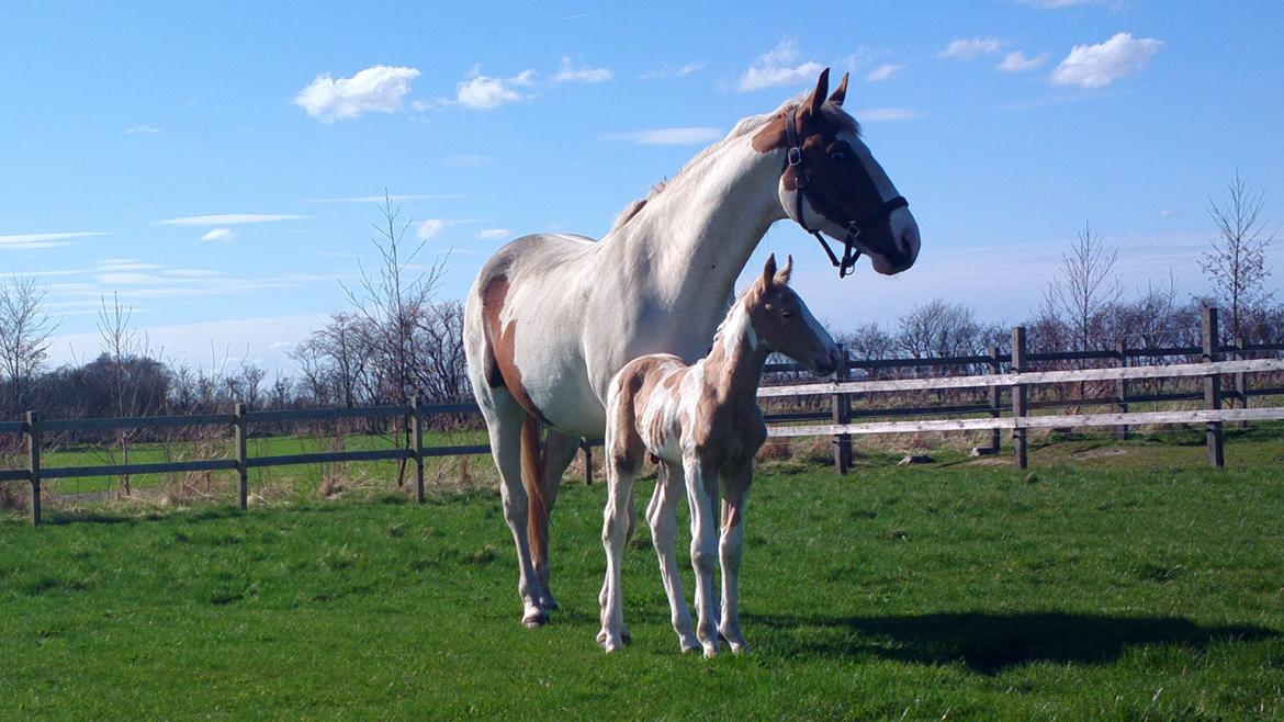 Anden særlig race Ironsmindes Knight Kiowa - 28.04.2013 billede 8