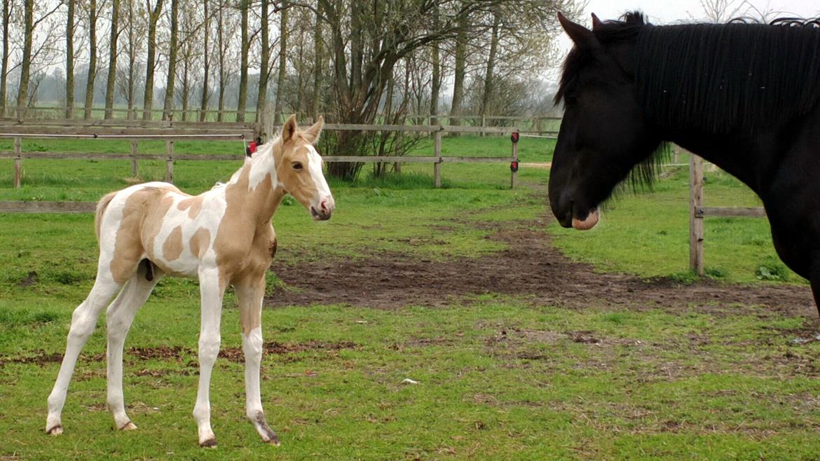 Anden særlig race Ironsmindes Knight Kiowa - 09.05.2013 billede 9