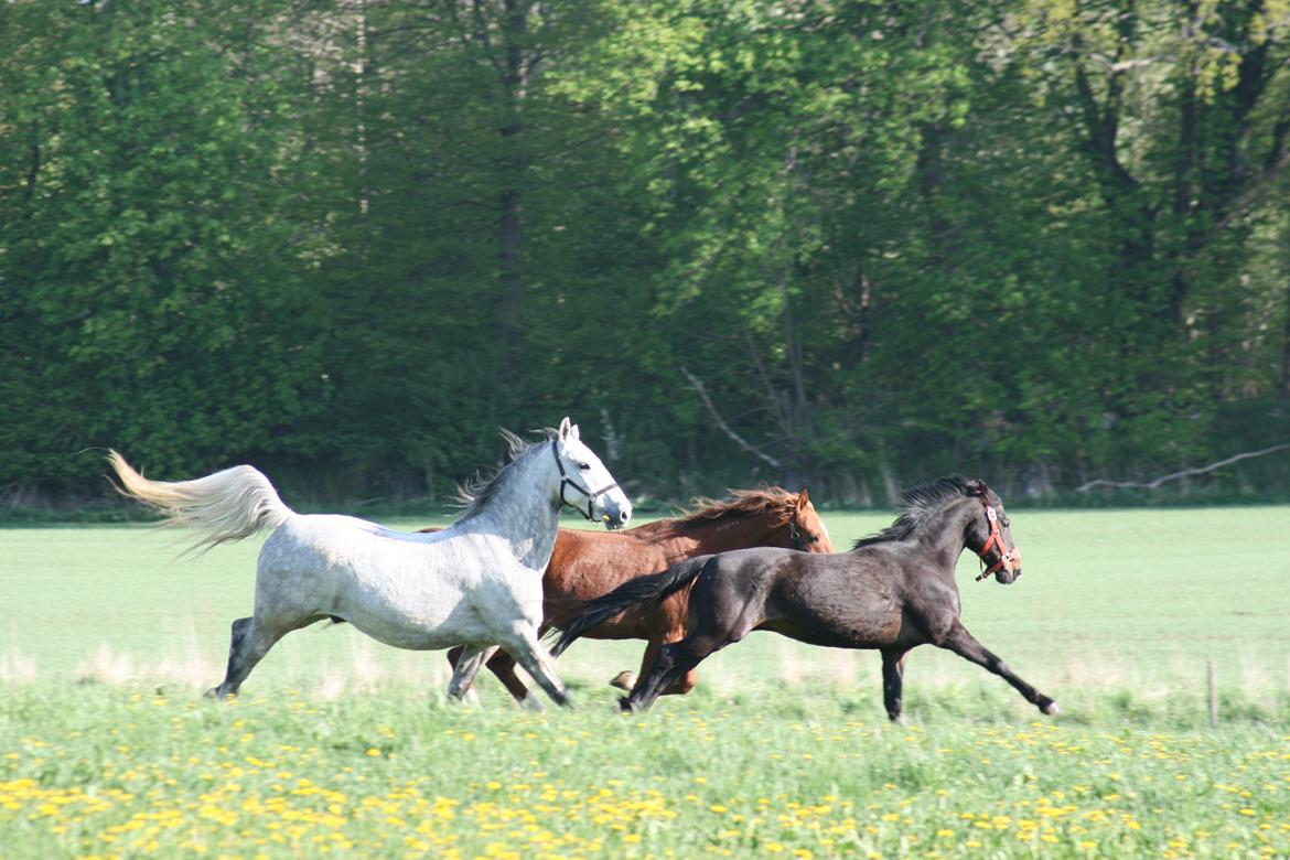 Lipizzaner Maestoso Galya kaldes Silver - sommergræs maj 2013
Silver,Spider og Manse billede 12