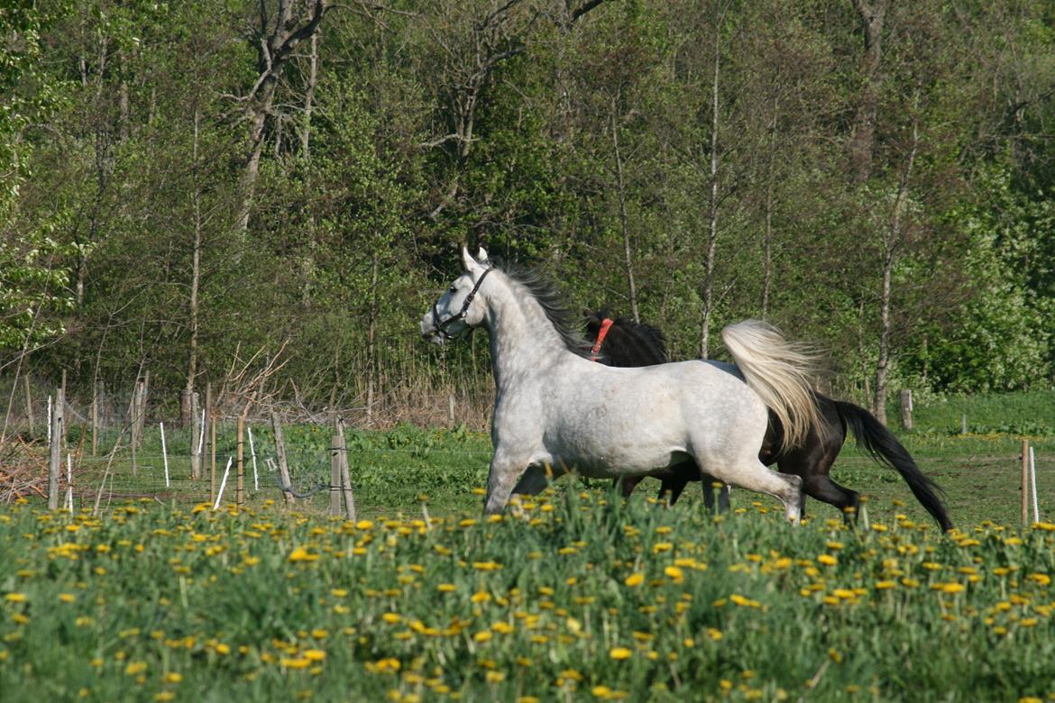 Lipizzaner Maestoso Galya kaldes Silver - sommergræs maj 2013.
Silver og Manse billede 14