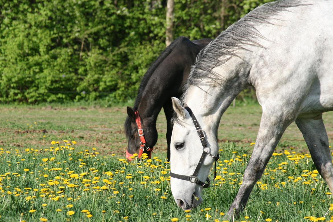 Lipizzaner Maestoso Galya kaldes Silver - maj 2013. Silver og Manse billede 15