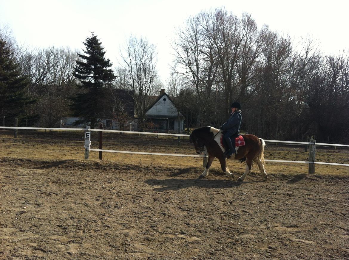 Anden særlig race Valde af ebbedal m - 3gang matilde rider valde billede 2