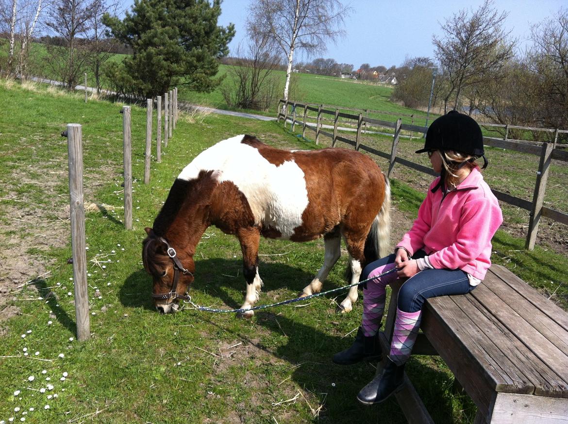 Anden særlig race Valde af ebbedal m - ren hygge mens valde tørre efter blevet gjort klar til stævne billede 6