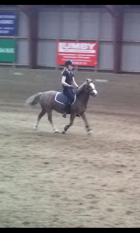 Dartmoor Skovbrynets Bastjan billede 20