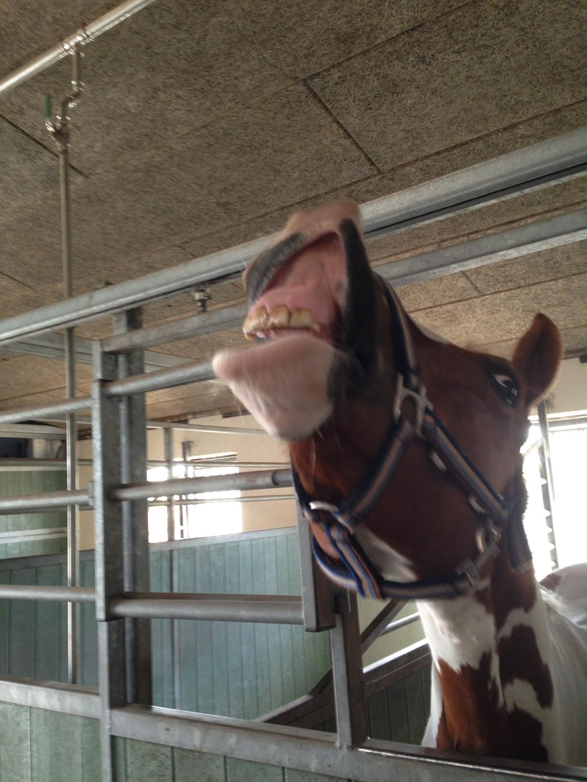 Anden særlig race Mc Queen billede 18