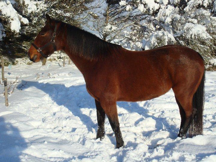 Knabstrupper Caluah billede 16