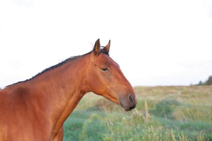 Knabstrupper Caluah billede 17
