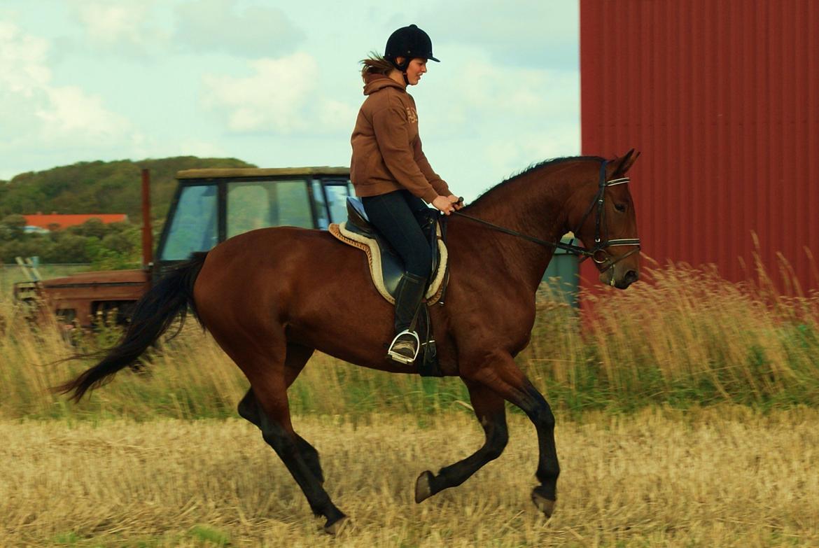 Knabstrupper Caluah billede 19